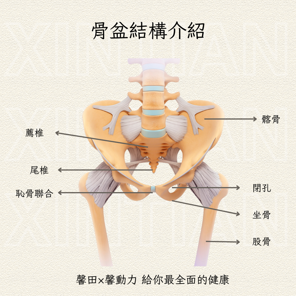 骨盆結構介紹