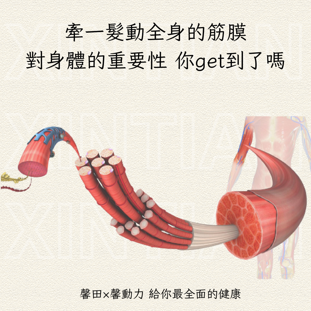 牽一髮動全身的筋膜